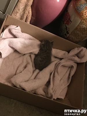 фотография: ЭТА БРОДЯЧАЯ КОШКА ПРОСТО ЗАШЛА В ДОМ ЧЕРЕЗ СОБАЧЬЮ ДВЕРЦУ. фото: ЭТА БРОДЯЧАЯ КОШКА ПРОСТО ЗАШЛА В ДОМ ЧЕРЕЗ СОБАЧЬЮ ДВЕРЦУ.