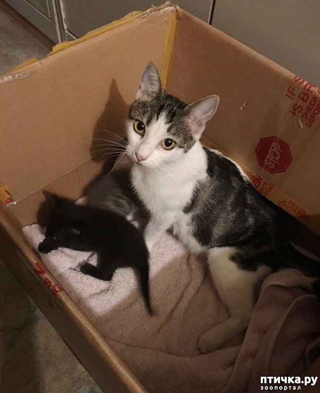 ���� 2: ��� �������� ����� ������ ����� � ��� ����� ������� ������.