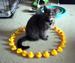 ����: ������� �����, �������� �������� ������ �����