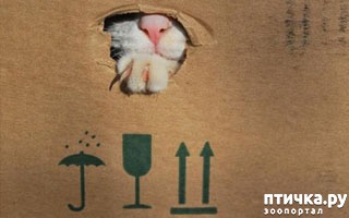 ���� 4: ������ ���... ��� �����))