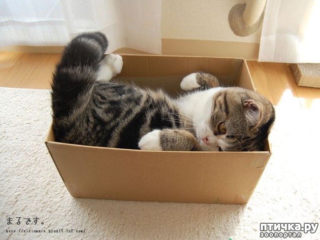 ���� 2: ������ ���... ��� �����))