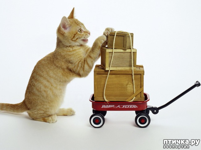 ���� 3: ������ ���... ��� �����))