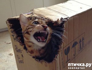 ���� 8: ������ ���... ��� �����))