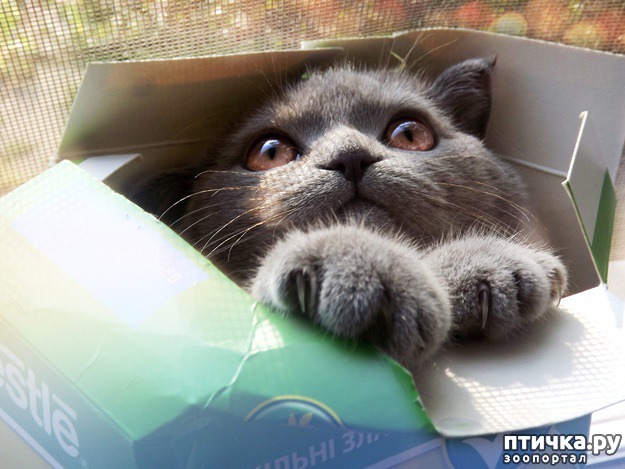 ���� 9: ������ ���... ��� �����))