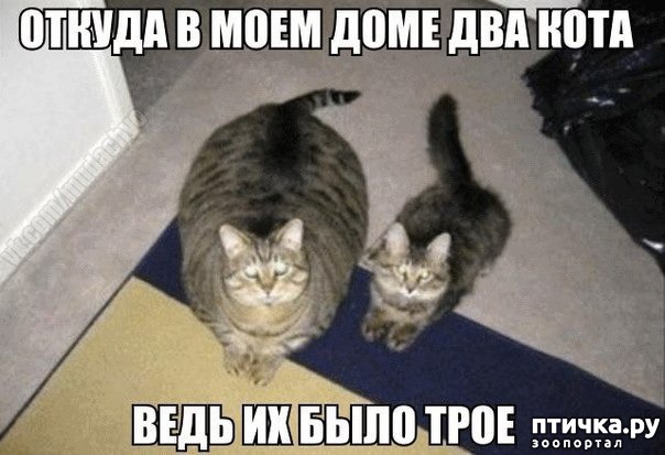 ���� 11: ������ ���... ��� �����))