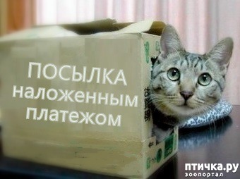 ���� 15: ������ ���... ��� �����))