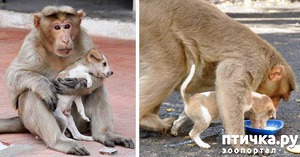 фото: Обезьяна «усыновила» брошенного щенка и ухаживает за ним как настоящая мама