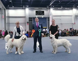 : Finnish Winner Dog show 2017. 08-09-10.12.2017. Finland. Helsinki.