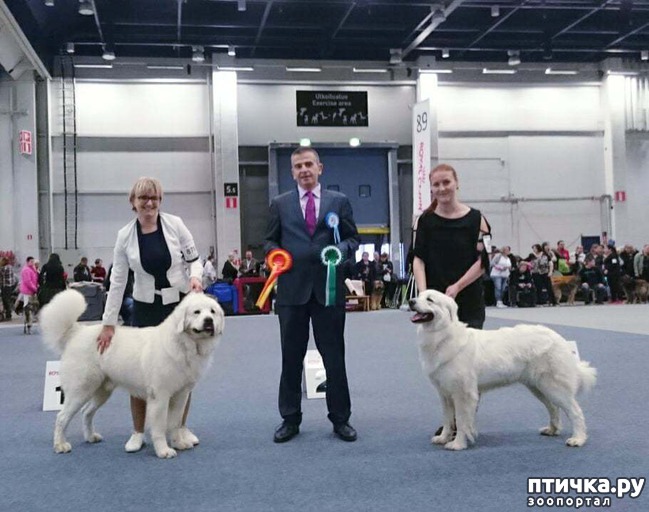  1: Finnish Winner Dog show 2017. 08-09-10.12.2017. Finland. Helsinki.