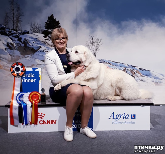  2: Finnish Winner Dog show 2017. 08-09-10.12.2017. Finland. Helsinki.