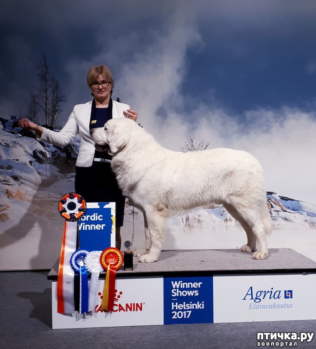  3: Finnish Winner Dog show 2017. 08-09-10.12.2017. Finland. Helsinki.