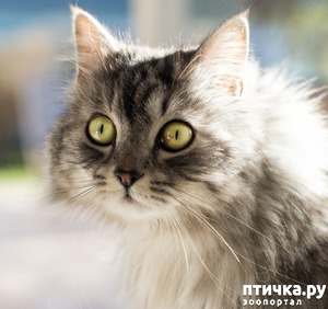 ����: ��� ����� ������������ ���������� ���