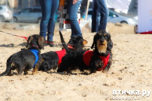 ����: ����� �������-2018 �� ��������