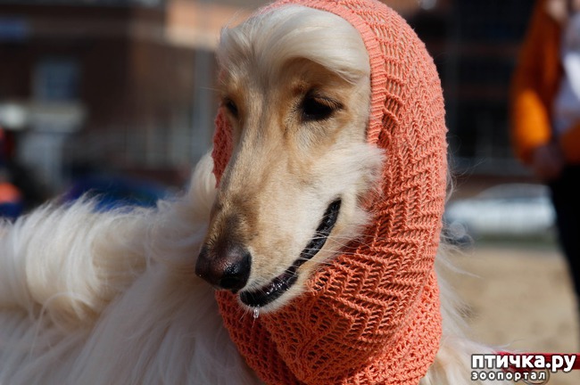 ���� 7: ����� �������-2018 �� ��������