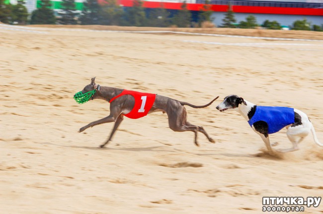 ���� 13: ����� �������-2018 �� ��������