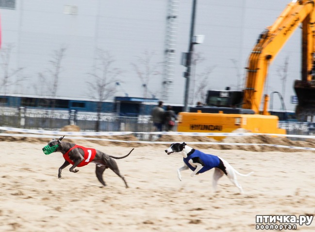 ���� 11: ����� �������-2018 �� ��������