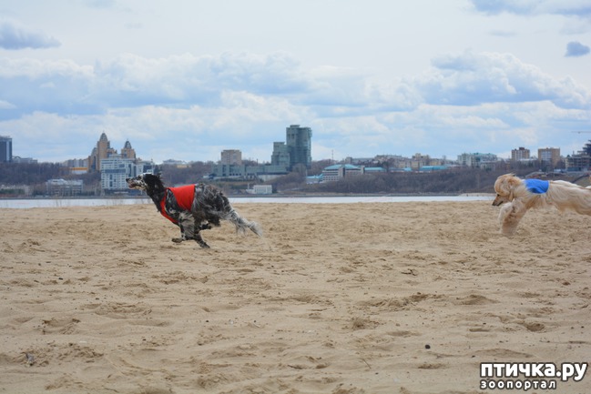 ���� 38: ����� �������-2018 �� ��������