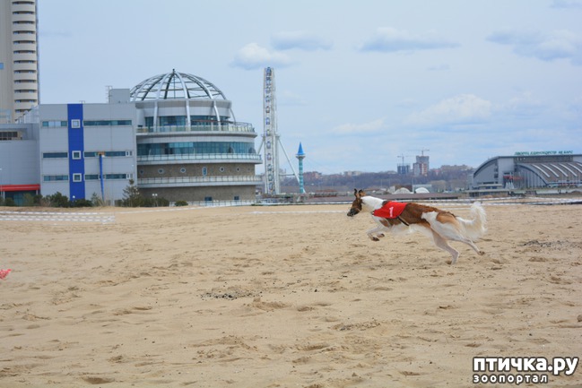 ���� 44: ����� �������-2018 �� ��������