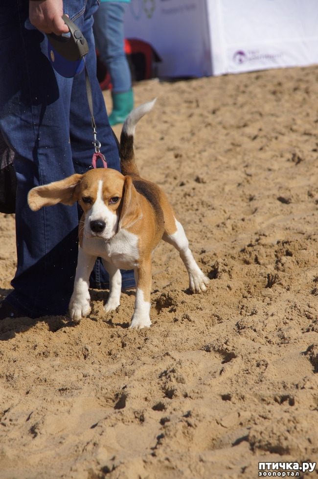 ���� 49: ����� �������-2018 �� ��������