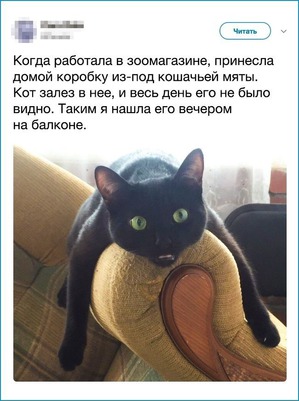 ����: ��� ����������