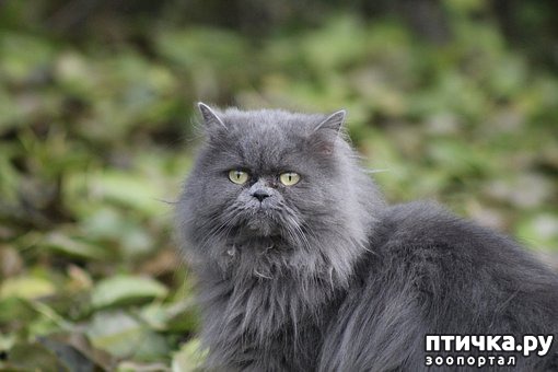 фотография 6: Голубой окрас у кошек: НЕ скучная генетика и немного мистики фото 6: Голубой окрас у кошек: НЕ скучная генетика и немного мистики