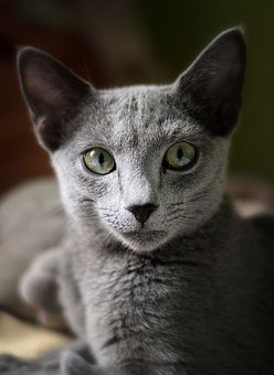 Кошки Серого Окраса Фото Кошки Серого Окраса Фото