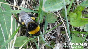 ����: ������� ����������