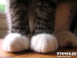 ����: ������� �����