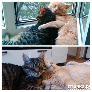 ����: ������.