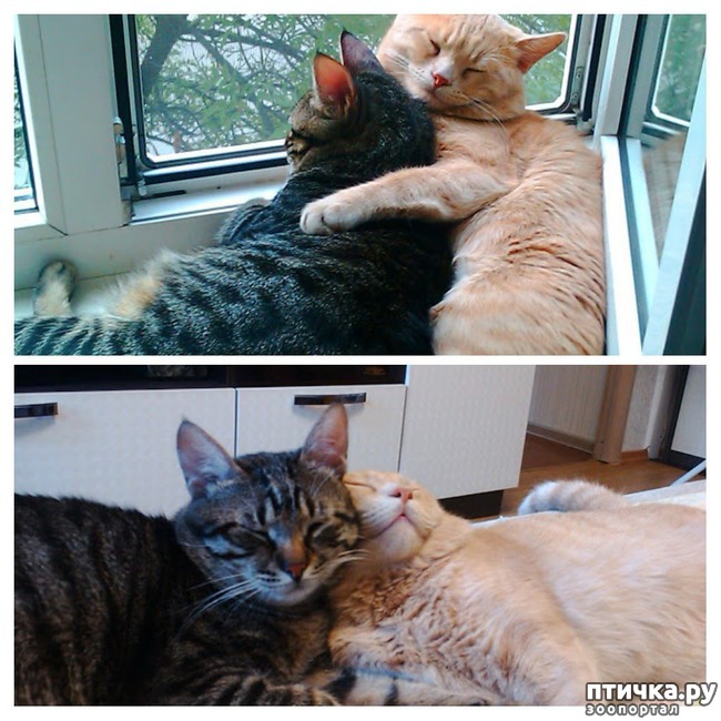 ���� 1: ������.