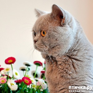 фото: Лиловые кошки: немного о наследственности и характере