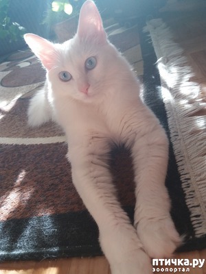 ����: �������