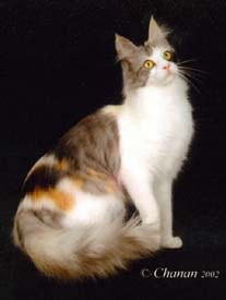 ����: �������� ������. ���� � ����������.