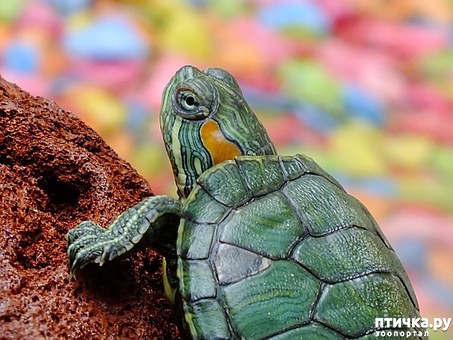 Минимум о содержании красноухих черепах — обсуждение в группе Рептилии |  Птичка.ру