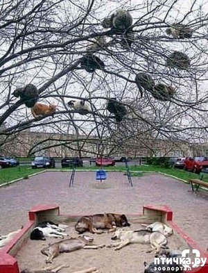 ����: ��� ���� ��� ����