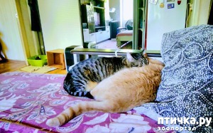 ����: ������