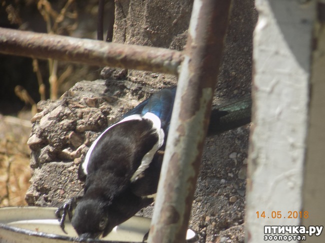 ���� 2: �������... (�������� ���������). ������ ����������.