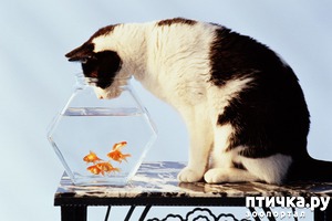 ����: ������ ����� �������� �������� - �� ����������