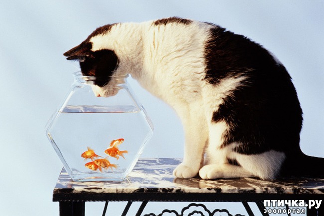 ���� 1: ������ ����� �������� �������� - �� ����������