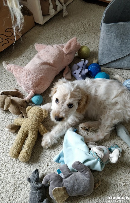 ���� 8: ������ ����� �������� �������� - �� ����������