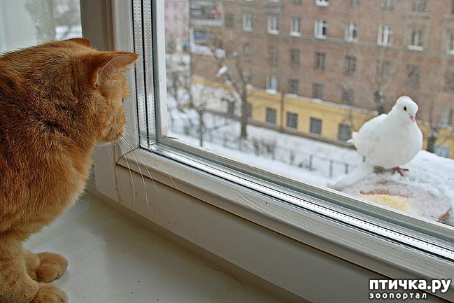 ���� 11: ������� �������