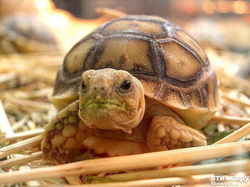 ���� 2: �������� �������.