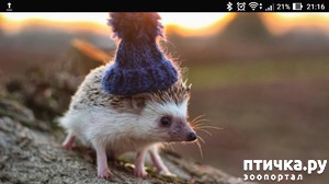 ����: �������� �������.