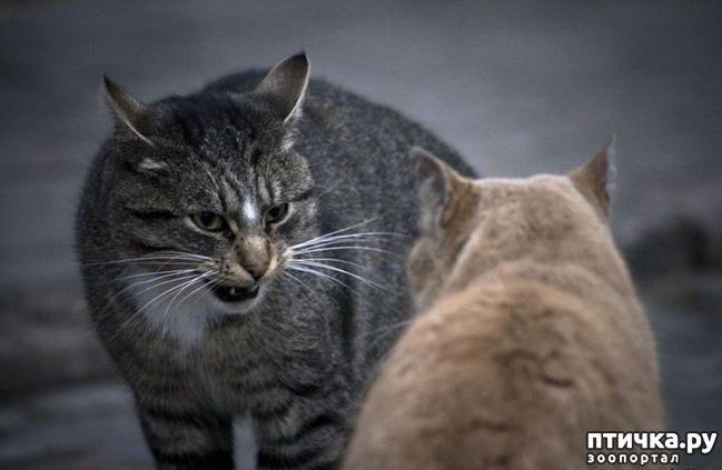 ���� 6: ������� �������