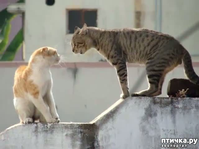 ���� 7: ������� �������