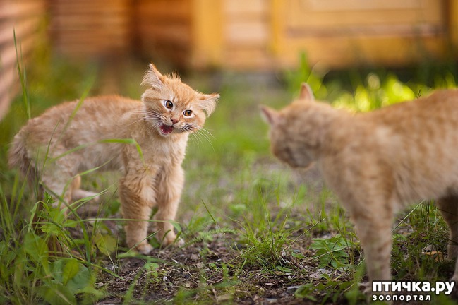 ���� 8: ������� �������