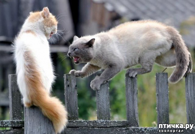 ���� 9: ������� �������