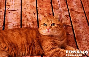 ����: ������� �����: �������� ��������, ������� � ��������� � ������� ������ �����