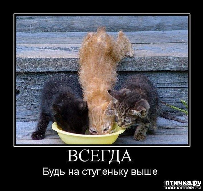 ���� 8: ��������� �����������: ������ �������!