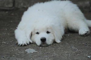 ����: ����...